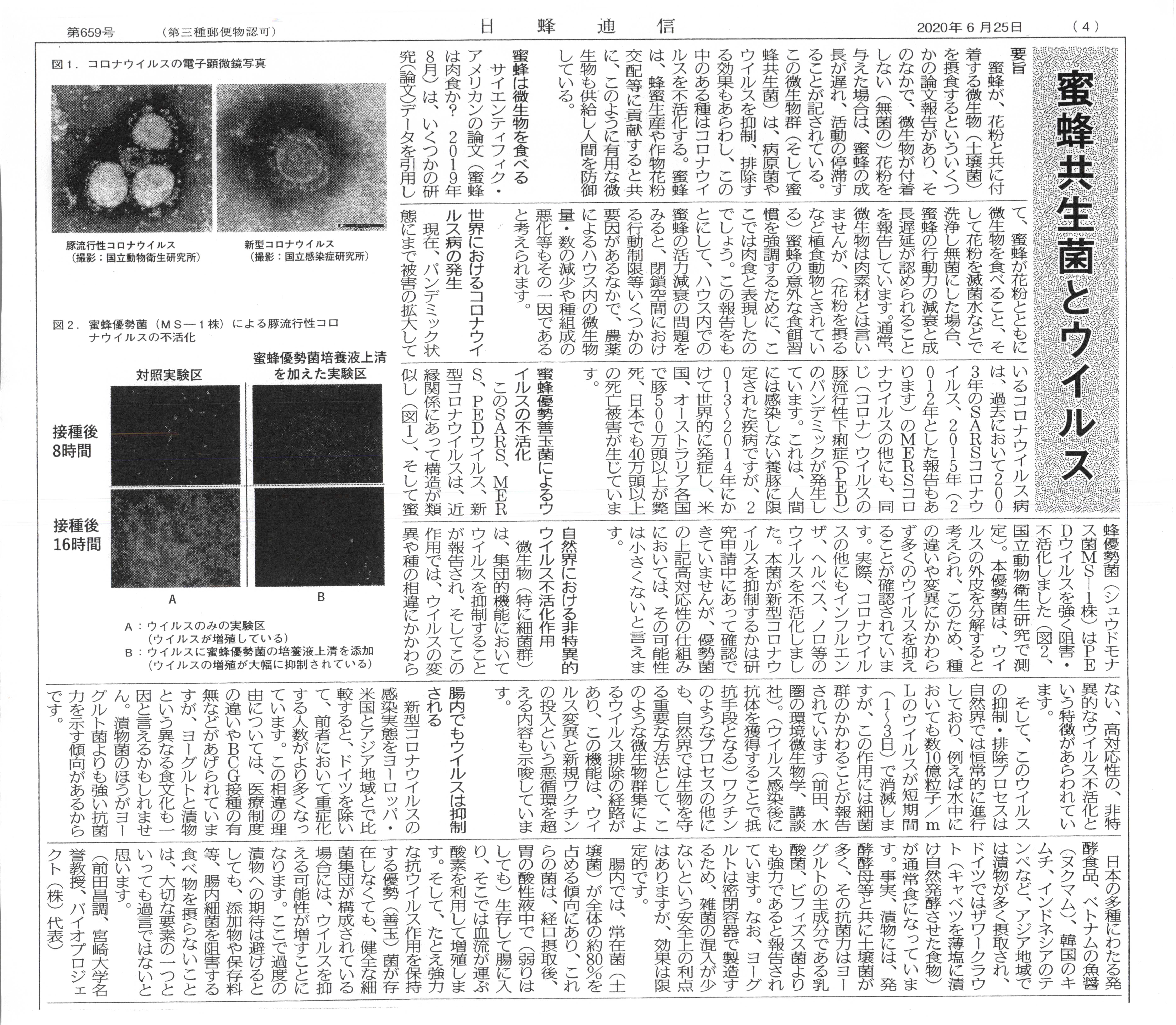 蜜蜂共生菌によるウイルスの不活化